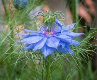 nigella damascena flowering in cottage garden