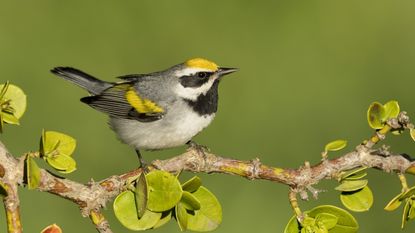 North American native bird, the golden-winged warbler, Vermivora chrysoptera, perching on a tree branch in summertime