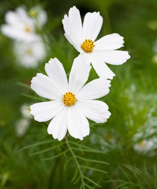 cosmos 'purity'