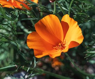 California poppy