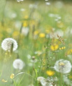Weeds in a garden