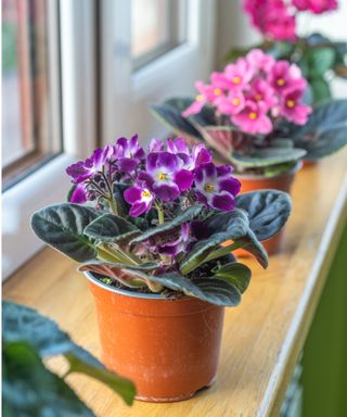 African violets on windowsill