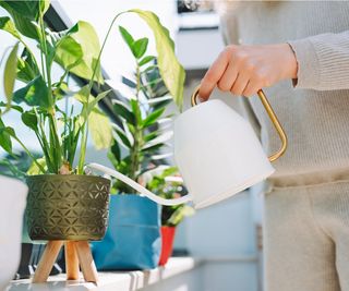 Feeding houseplants