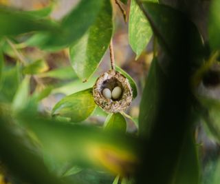 A hummingbird nest