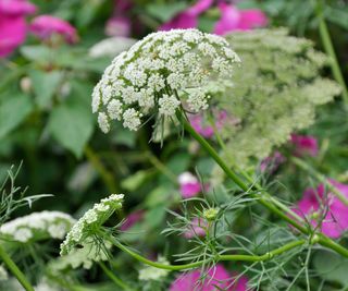 flowering ammi majus growing in butterfly garden