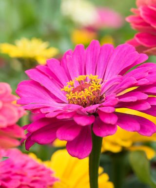 pink zinnia