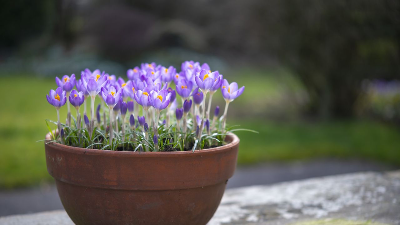 Purple crocus blooms in a terracotta pot during spring