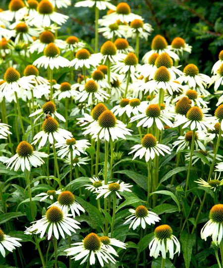 coneflower variety White Swan flowering in cottage garden